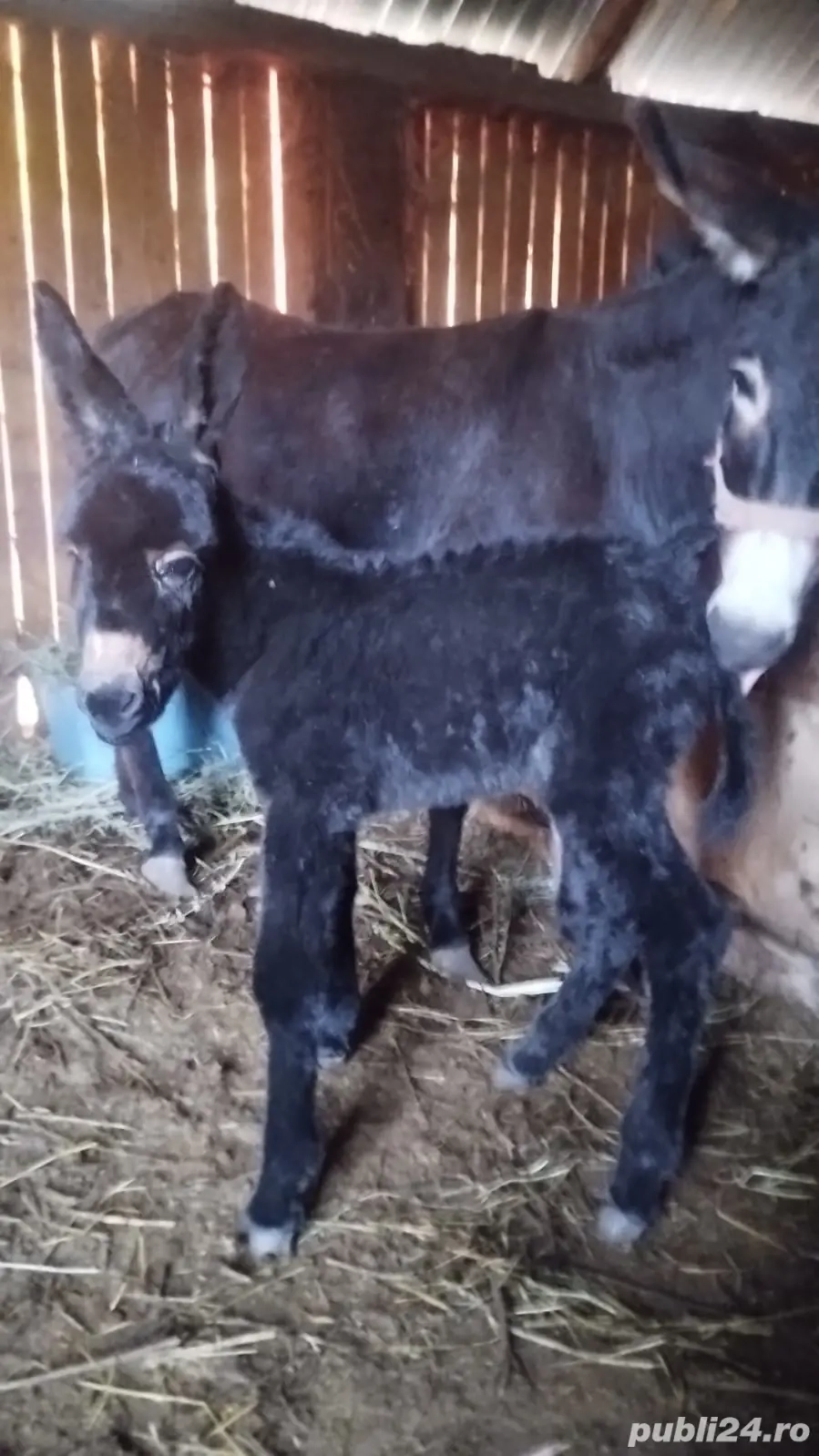 vand magarita fatata 