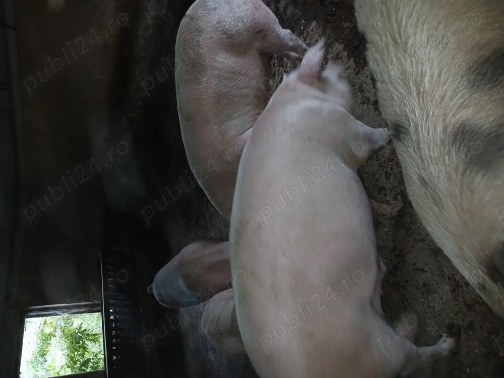 Vând porci de sacrificat între 200-250 kg 