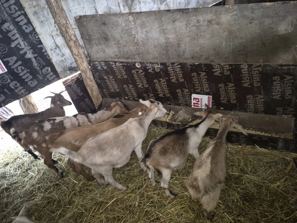 Vand capre si iede de anul acesta