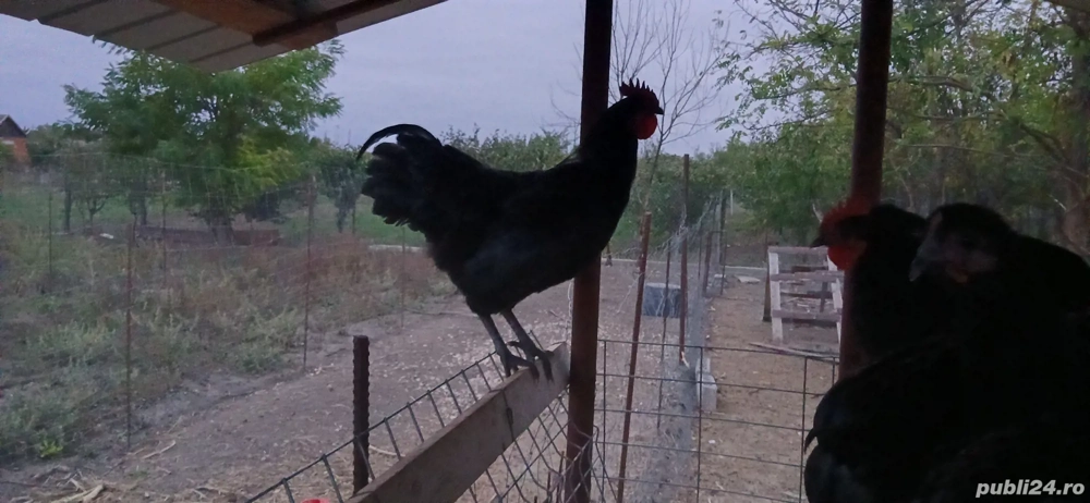 Cocosi Australorp originali Cocosi Australorp originali