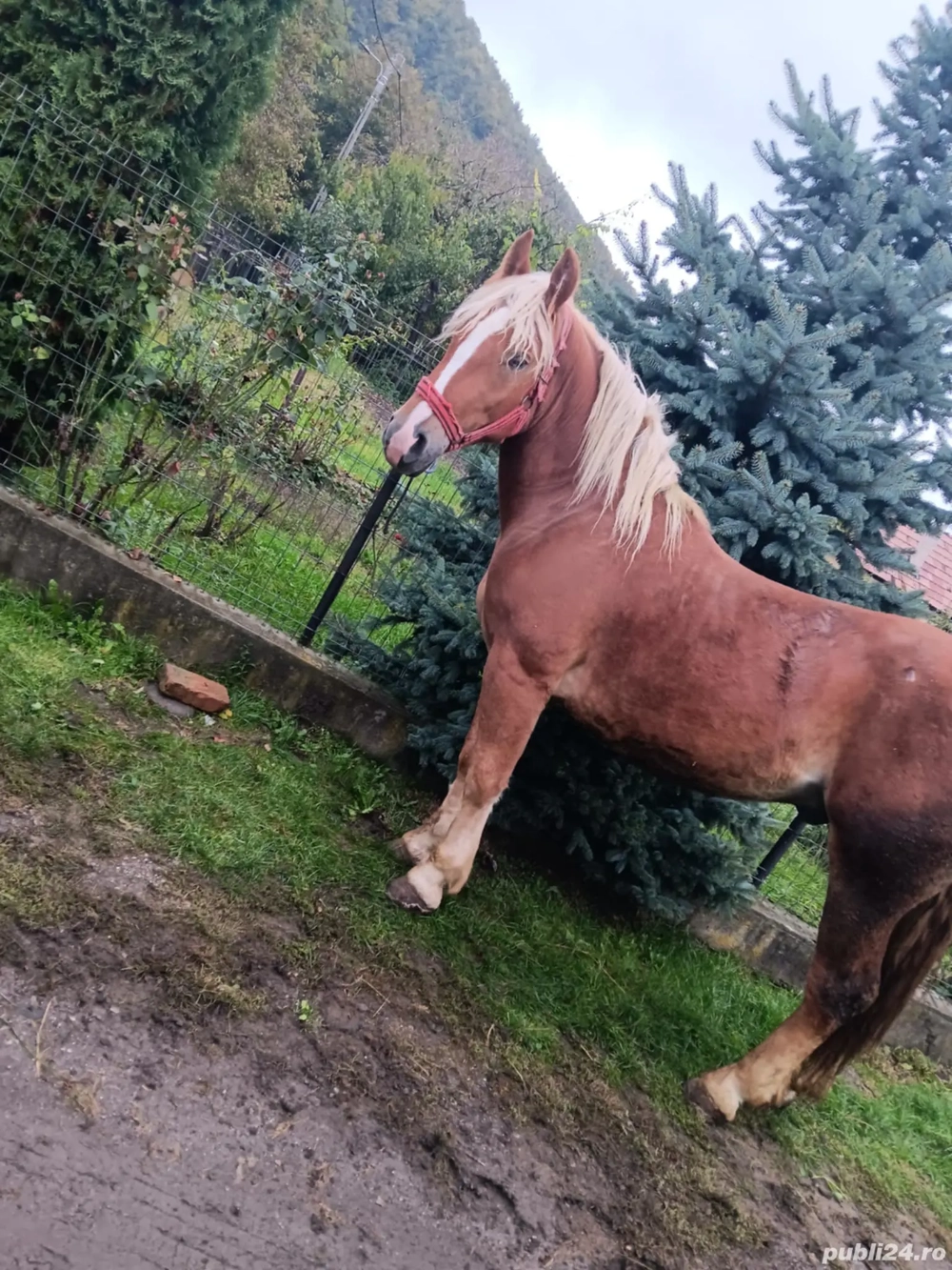 vând mânz de 2 ani 