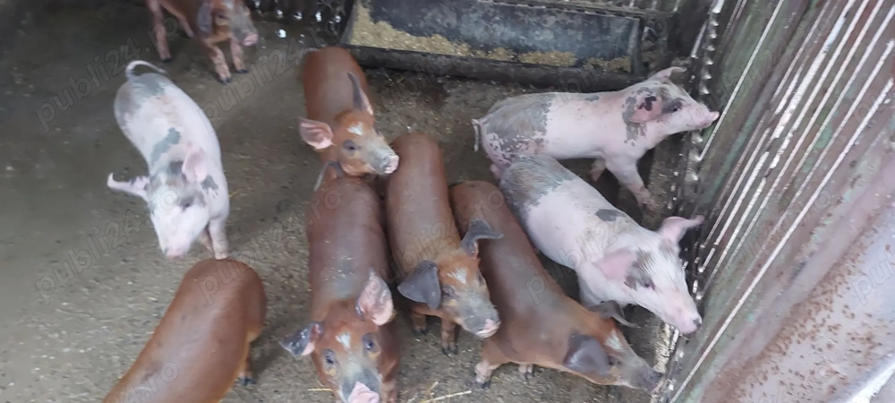 Purcei de vânzare Purcei de vânzare