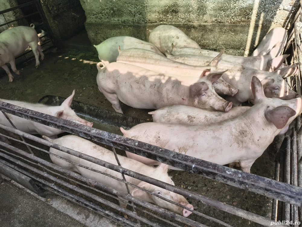 Purcei grasuni marele alb cu landras