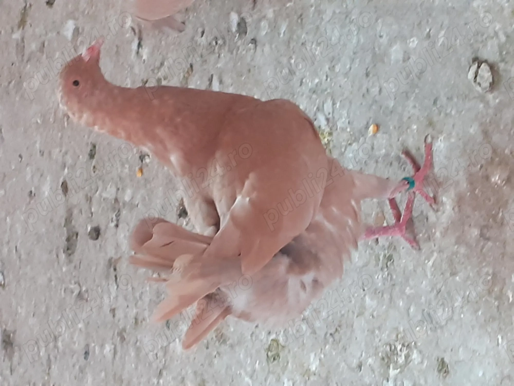 Porumbei de vânzare  Porumbei de vânzare