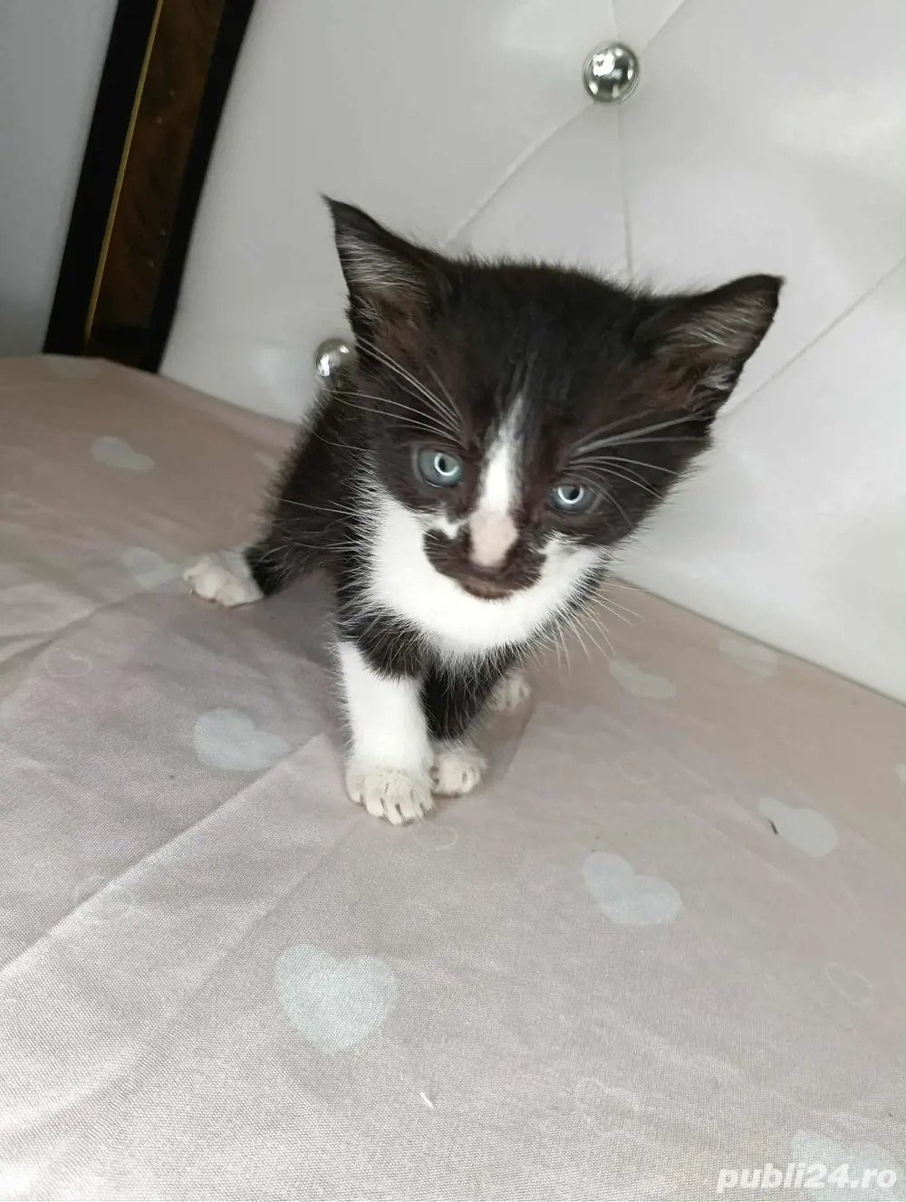 dau spre adoptie dau spre adoptie