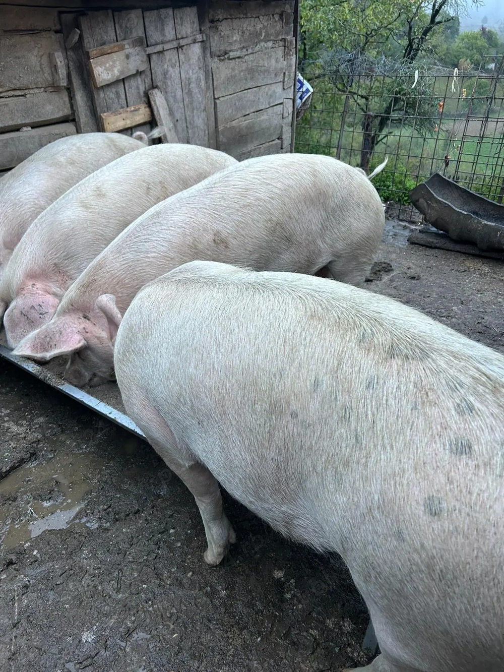 Vand 5 porci. Vand 5 porci.