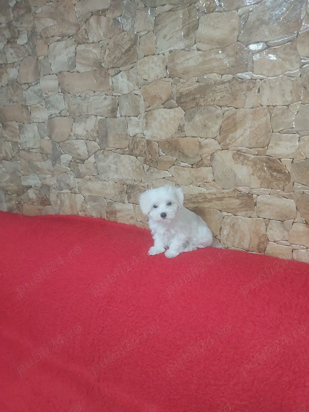  Vând   Căței Bichon Maltez cu pedigree și garanție   Canisă autorizată România