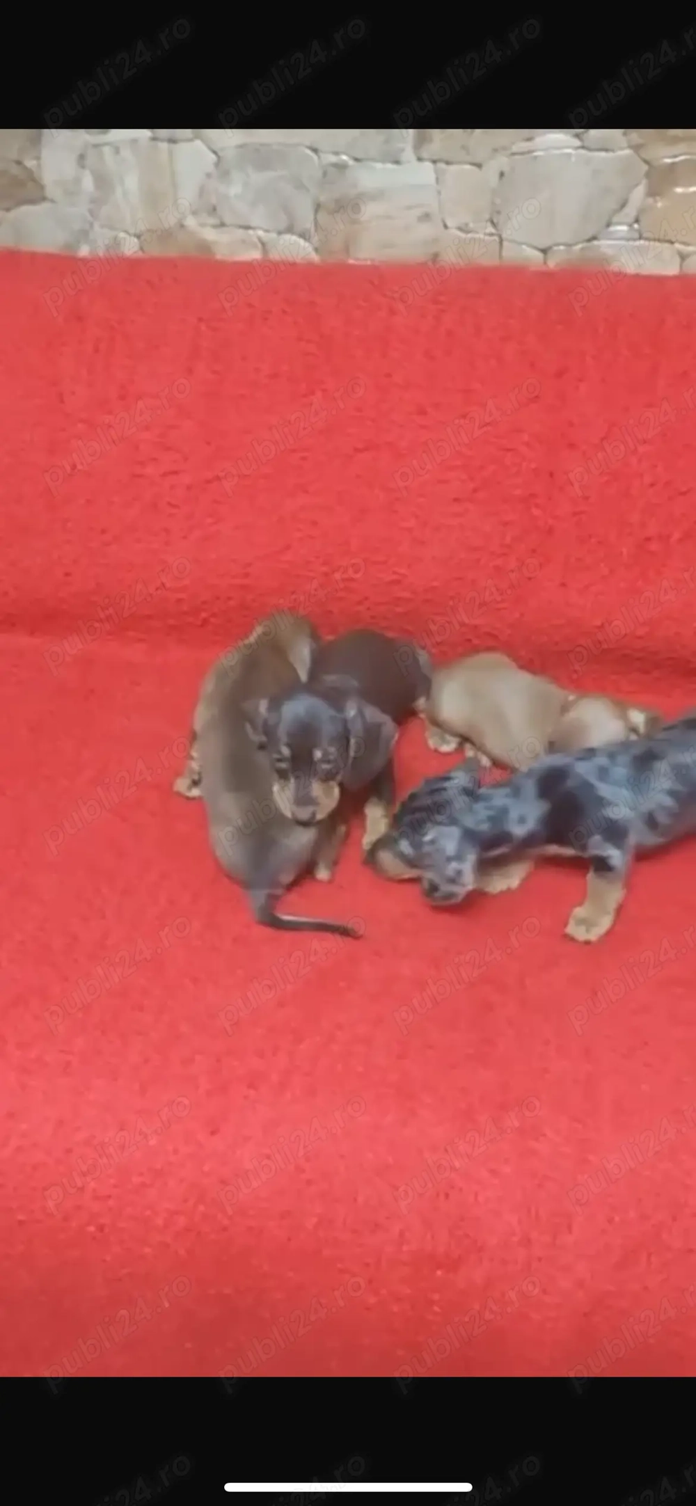 Vând căței Teckel