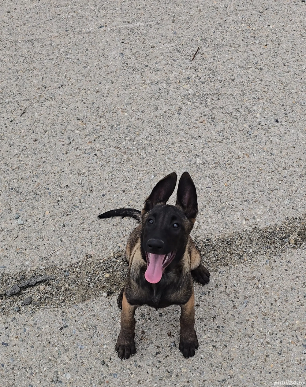Ciobănesc belgian malinois cu certificat pedigree 