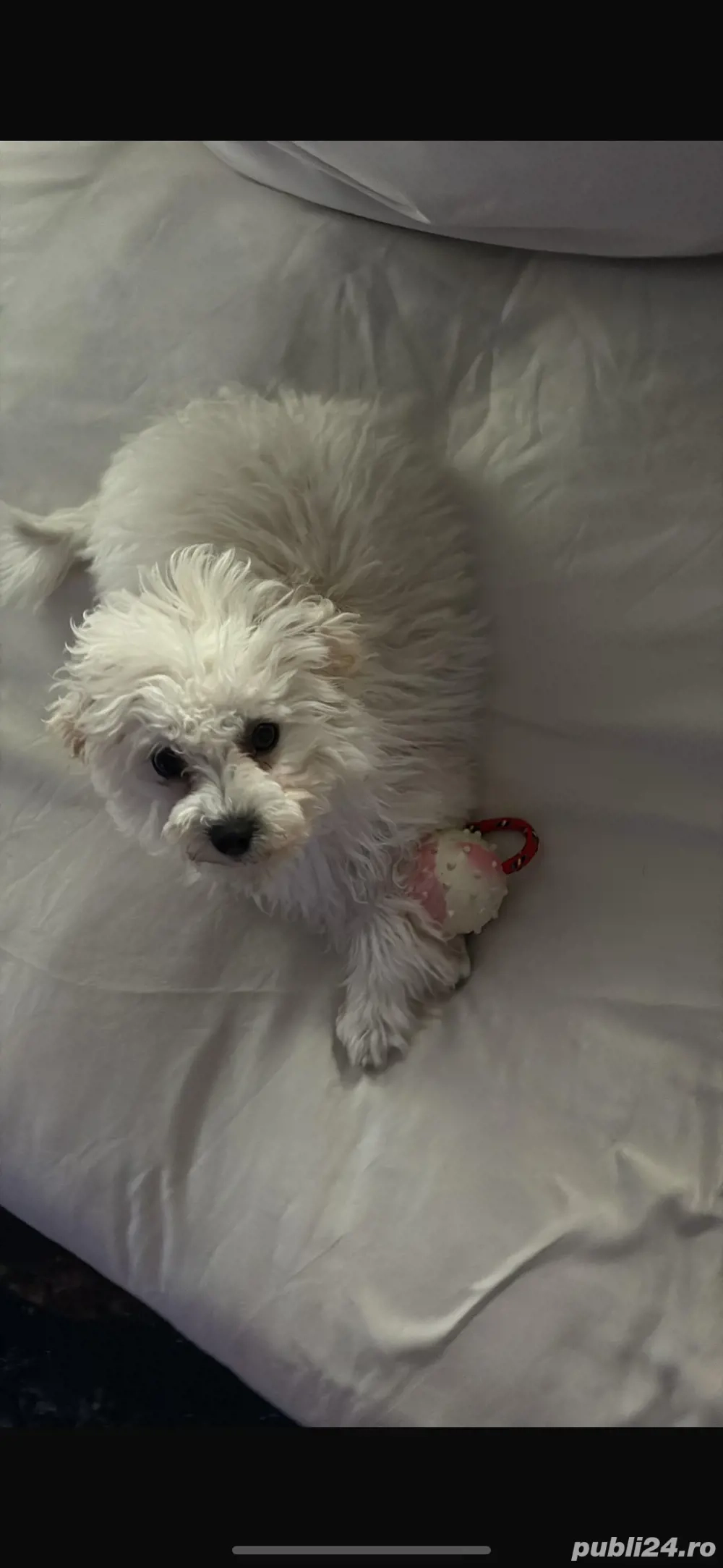 Caine bichon maltez fetita