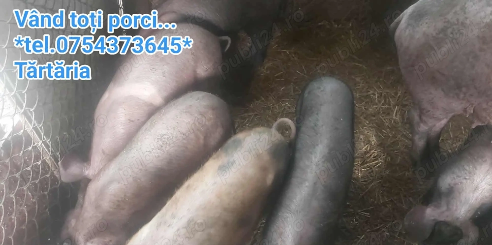 Vând porci. Preț la telefon.