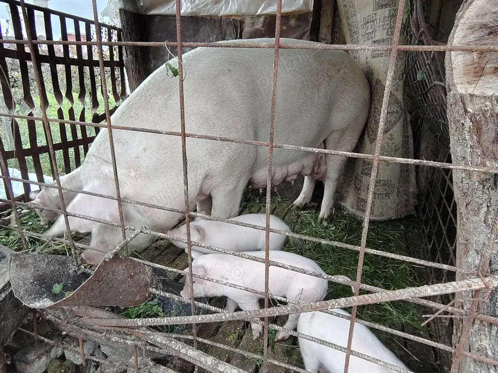 Scroafa cu purcei de vânzare sau separat