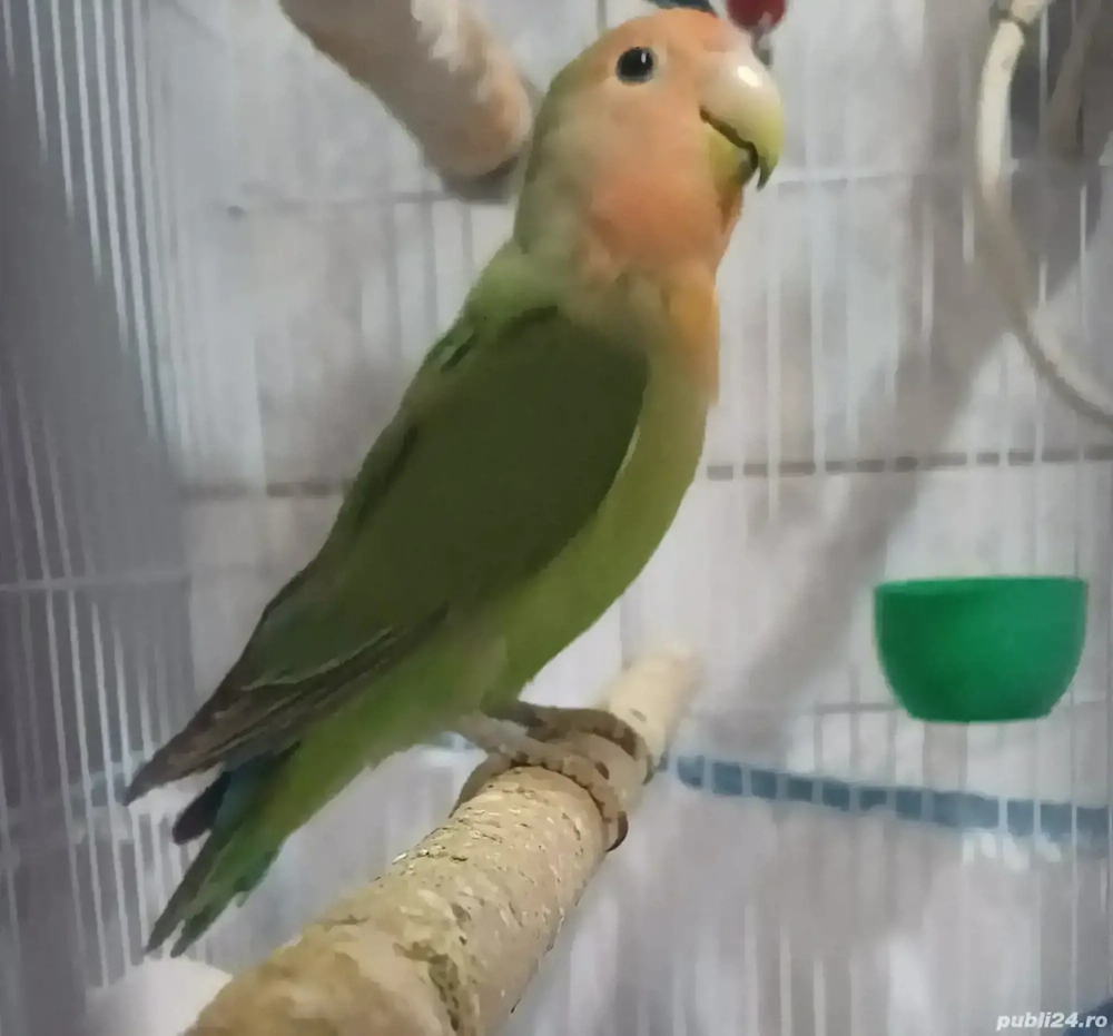 Papagali Agapornis  Papagali Agapornis