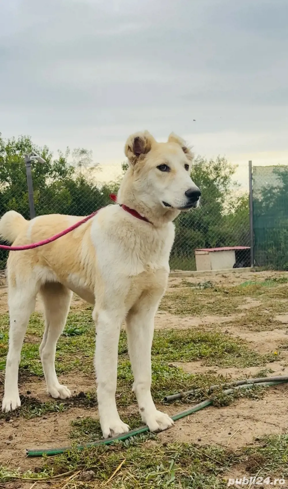 Câine de paza oi Câine de paza oi