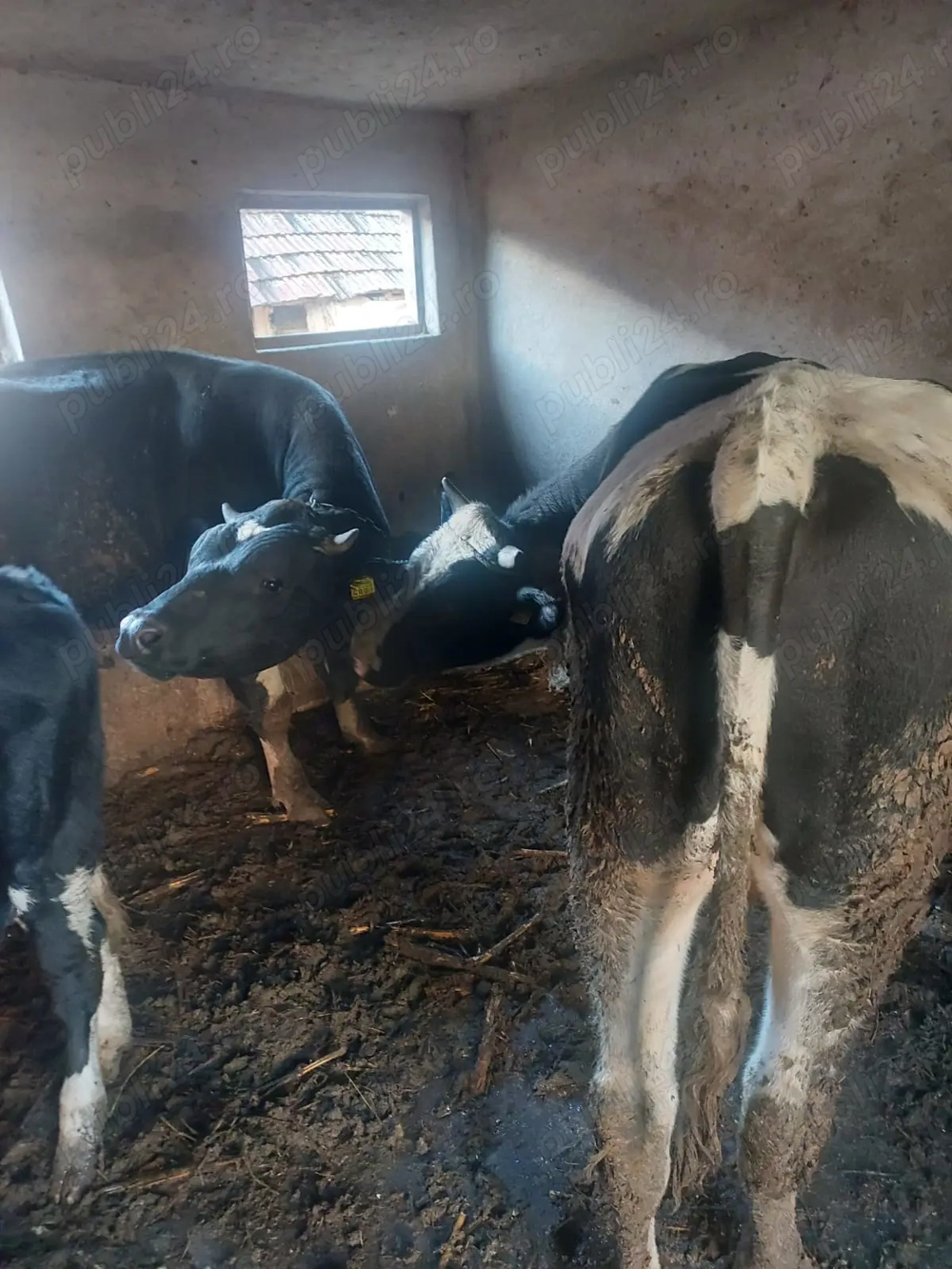 Vand     Taurasi  Vand     Taurasi