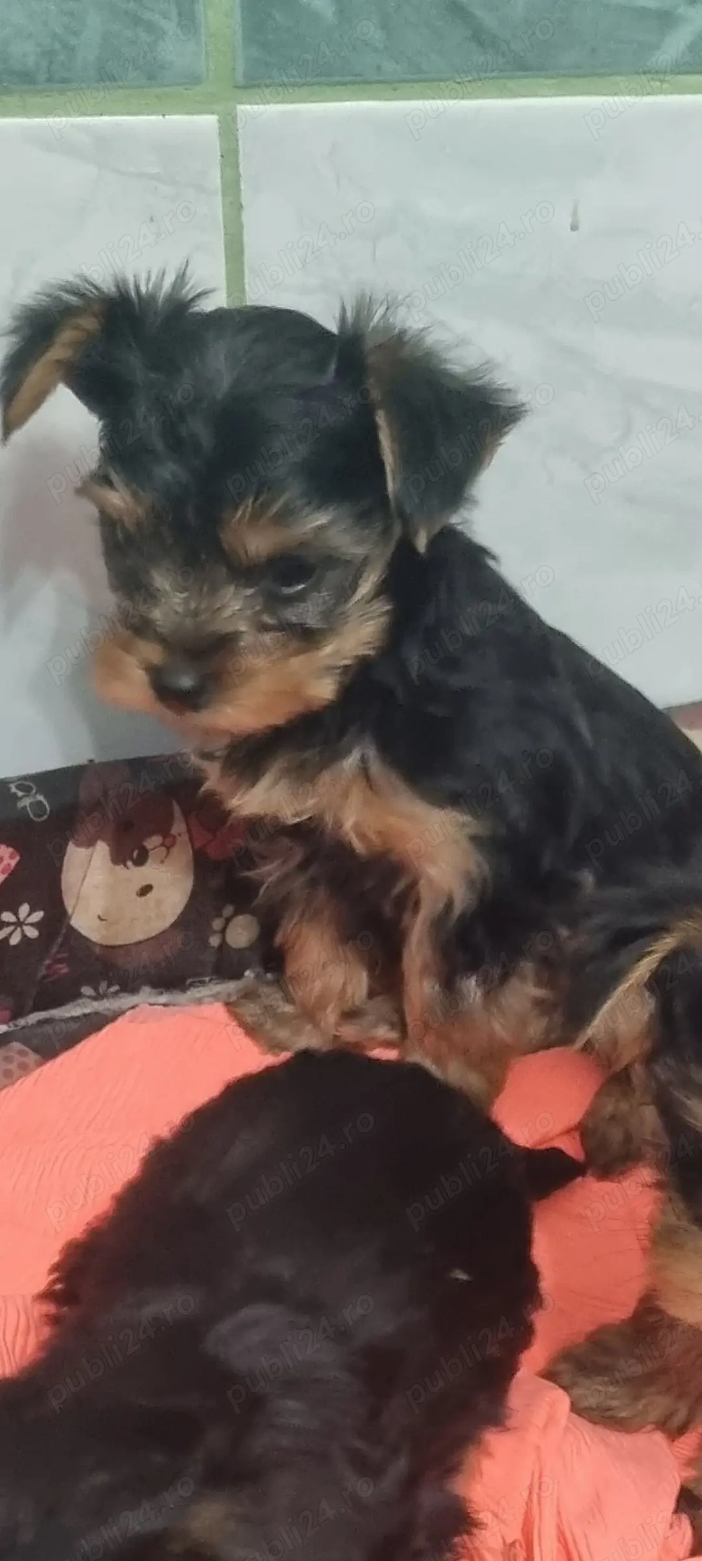 De vanzare Yorkshire Terrier 