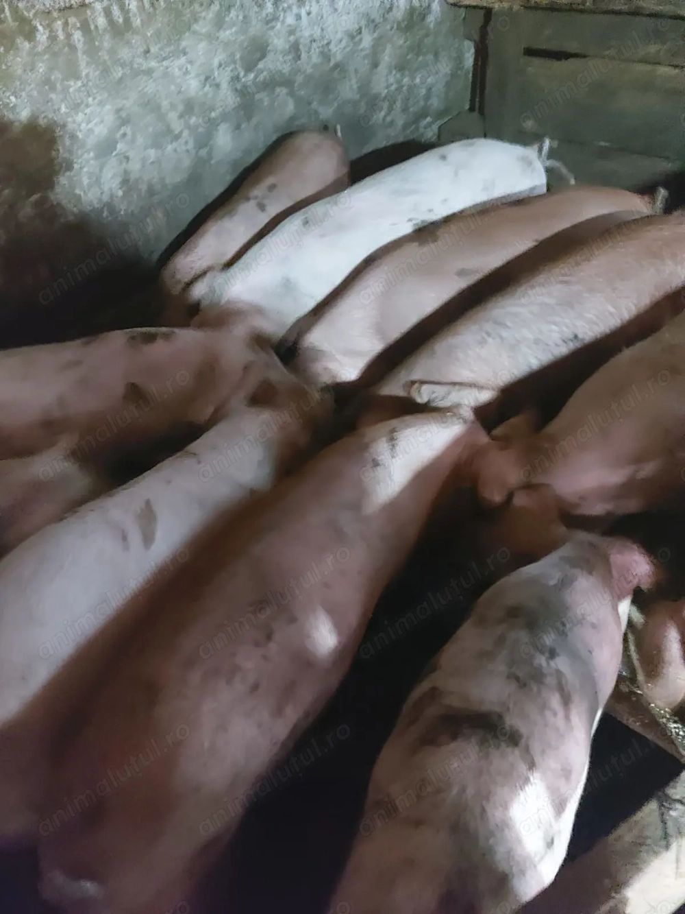 Vînd soldani 50 kg Vînd soldani 50 kg