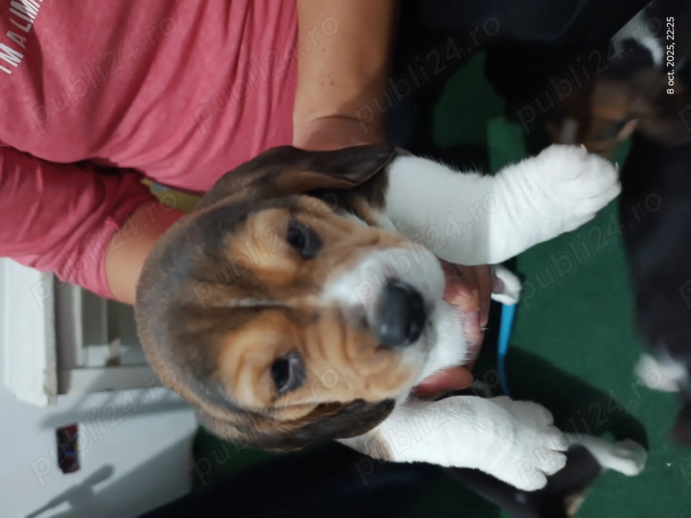 Puiuti Beagle de vanzare Puiuti Beagle de vanzare