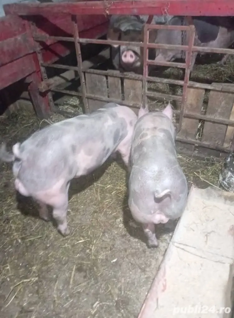 purcei si scroafe purcei si scroafe