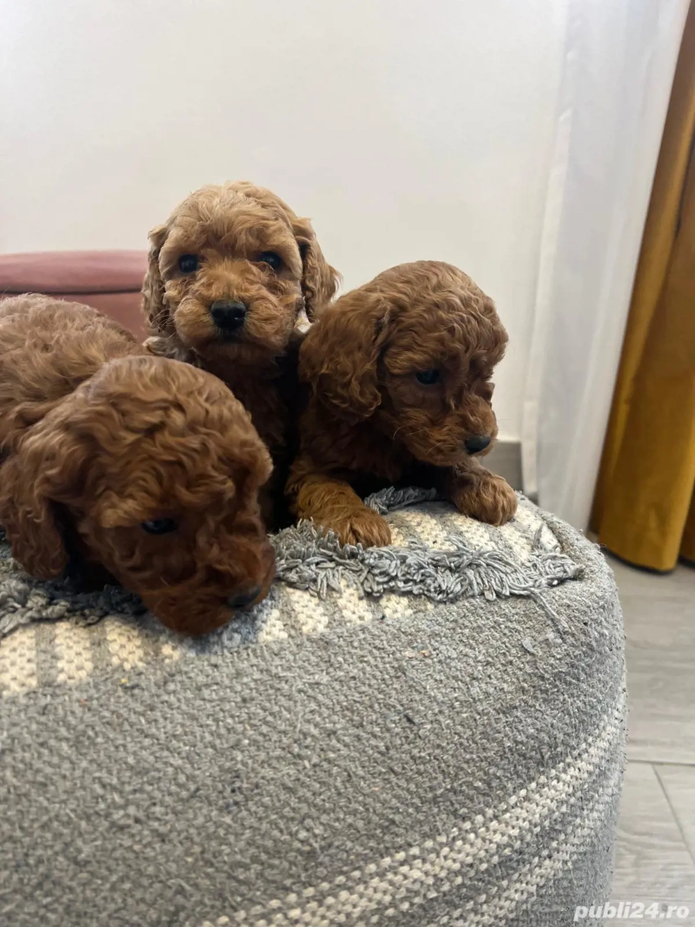 se vinde pudel diferite culori si marimi