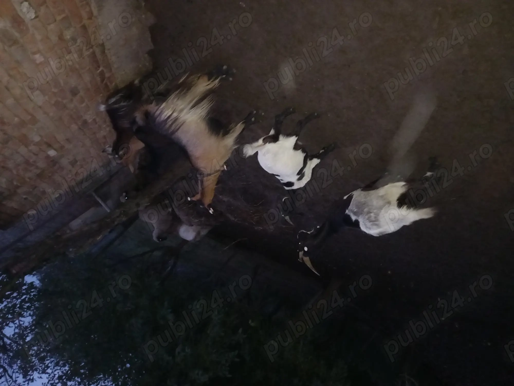 Vând capre detalii în privat Vând capre detalii în privat