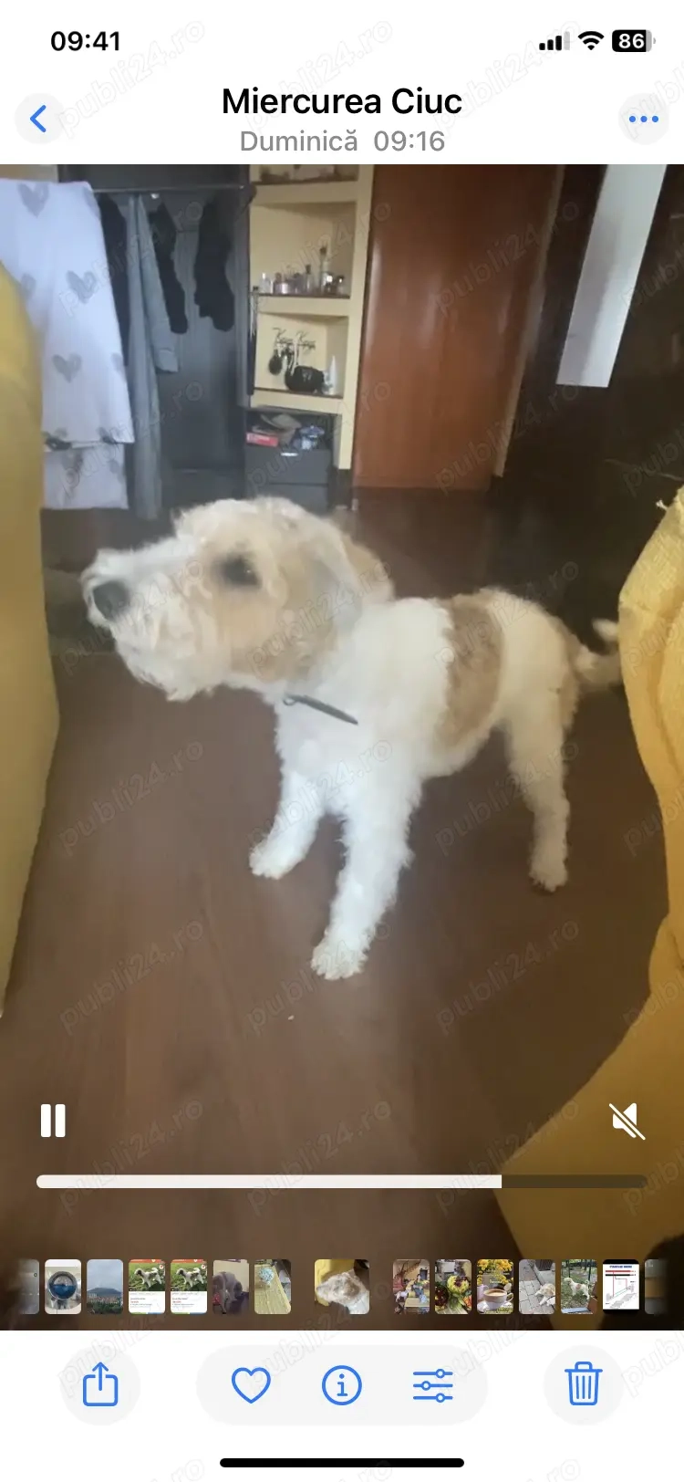 Vând cățel , mascul . Fox terrier , 11 luni  Vând cățel , mascul . Fox terrier , 11 luni