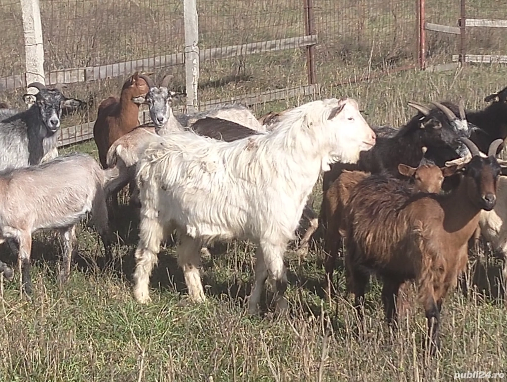 vand tap alpin vand tap alpin