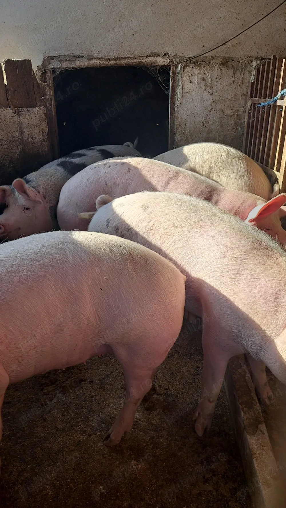 Vând porci de carne 