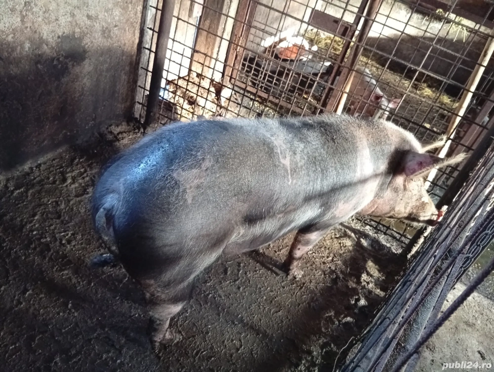porc de vânzare 