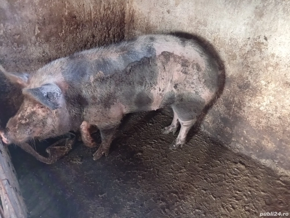 porc de vânzare porc de vânzare