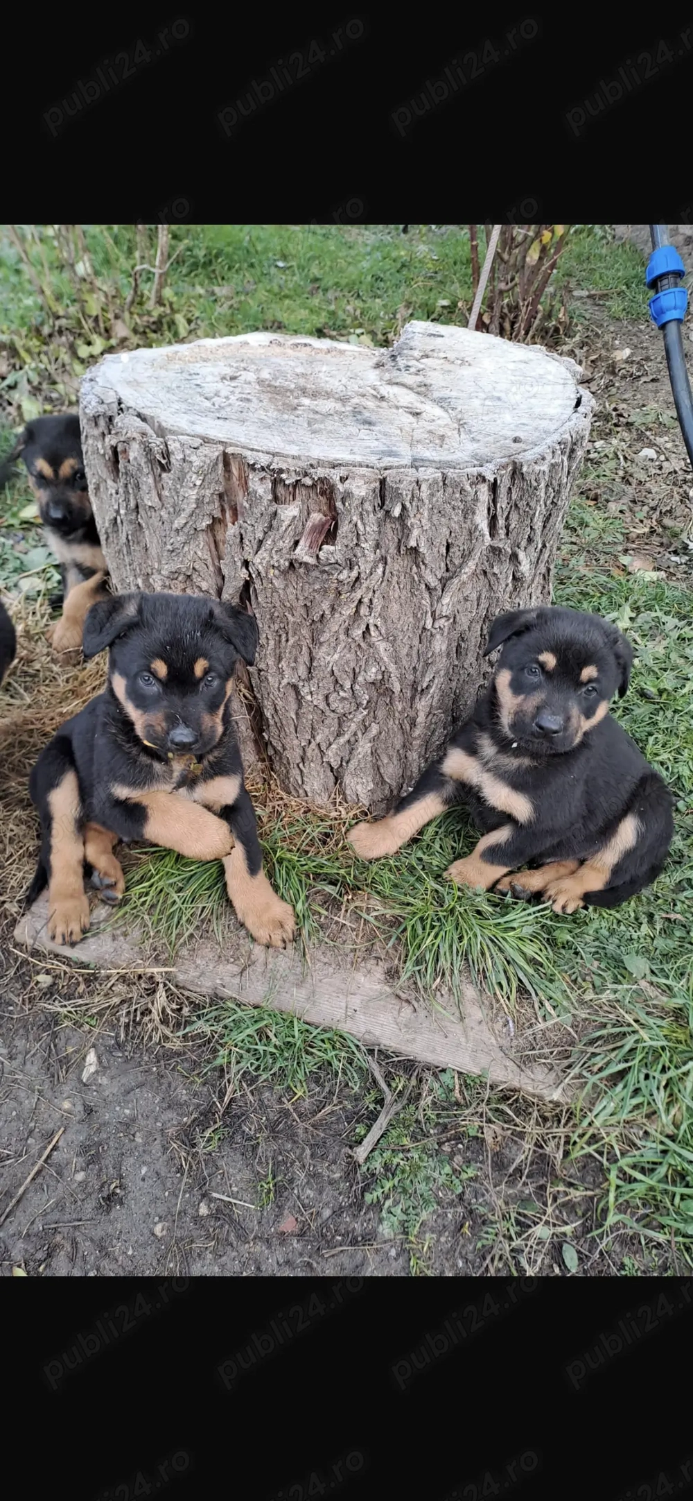 Vand pui ciobănesc German !! Vand pui ciobănesc German !!