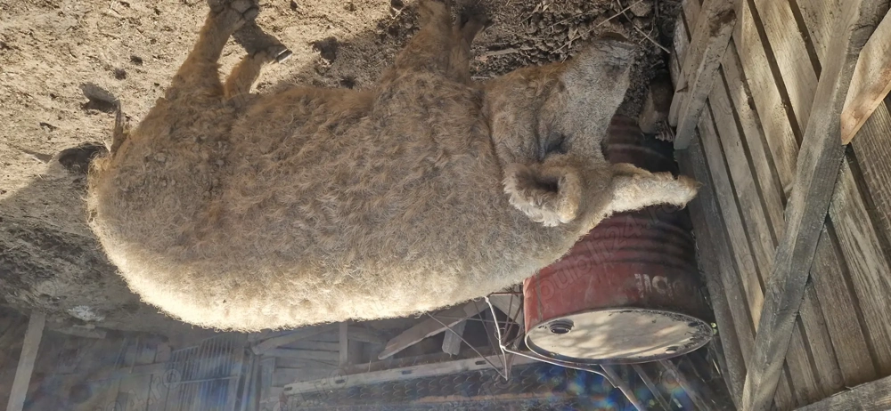 Vier mangalita de vanzare  Vier mangalita de vanzare