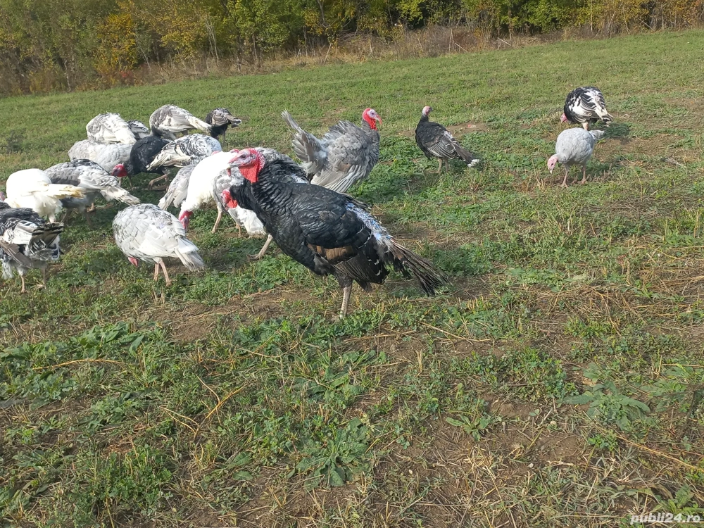 curcani si curci curcani si curci