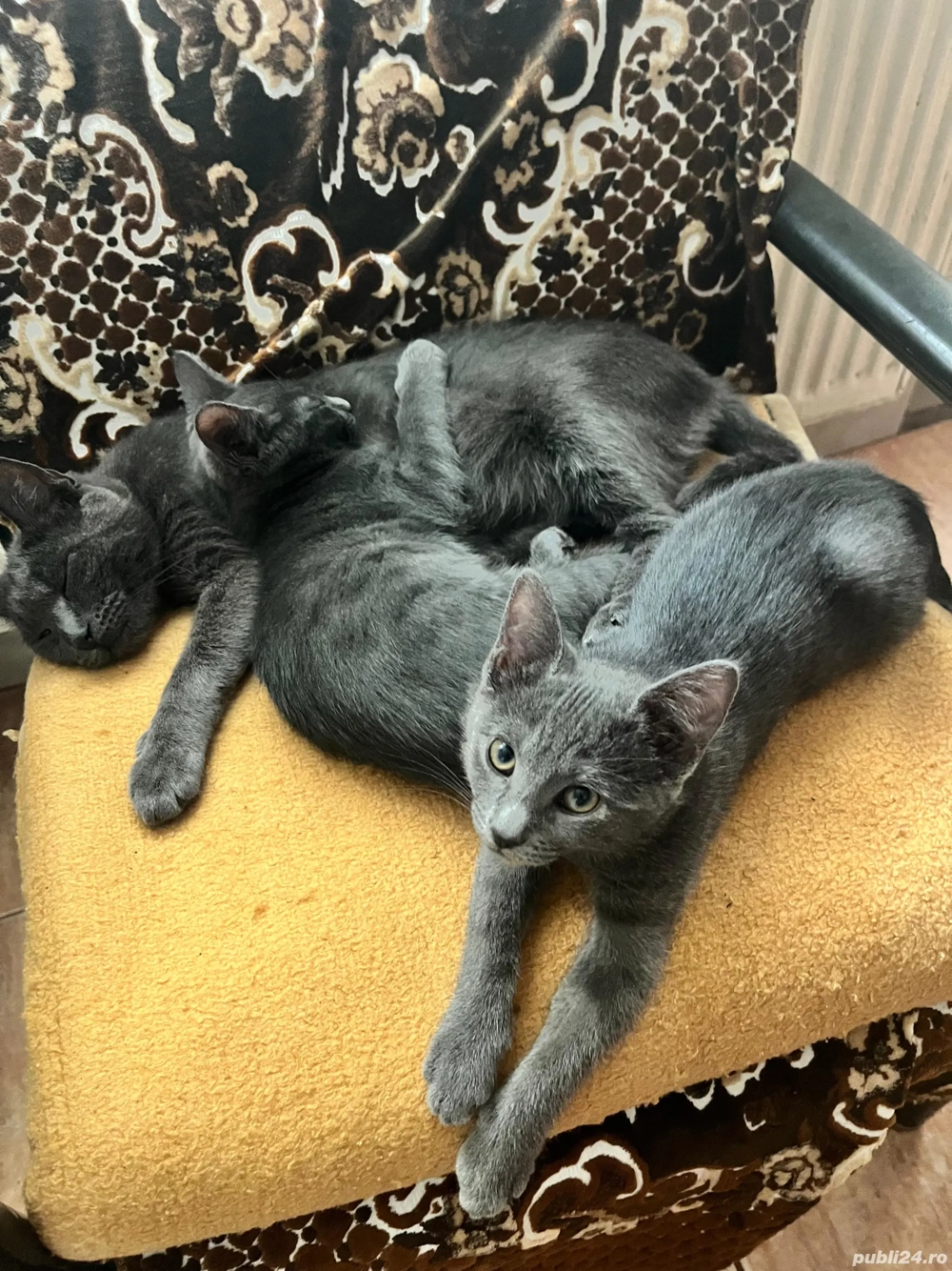 fetite albastru de Rusia fetite albastru de Rusia