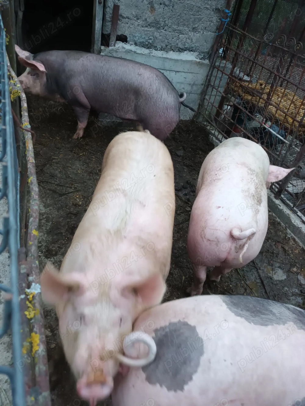 Porci grași de vânzare 