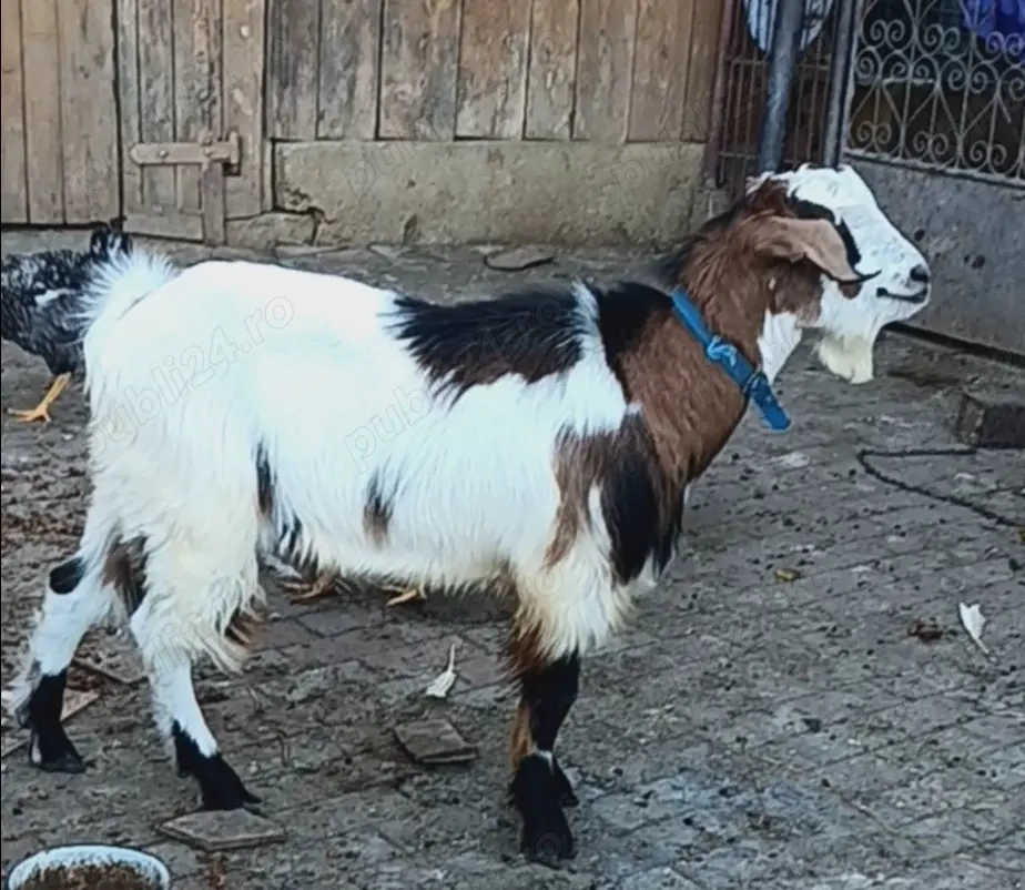 Țap șut metis Anglonubian 