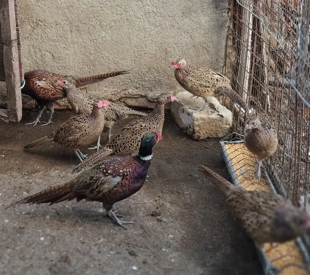 Vând fazani din mai maturi!