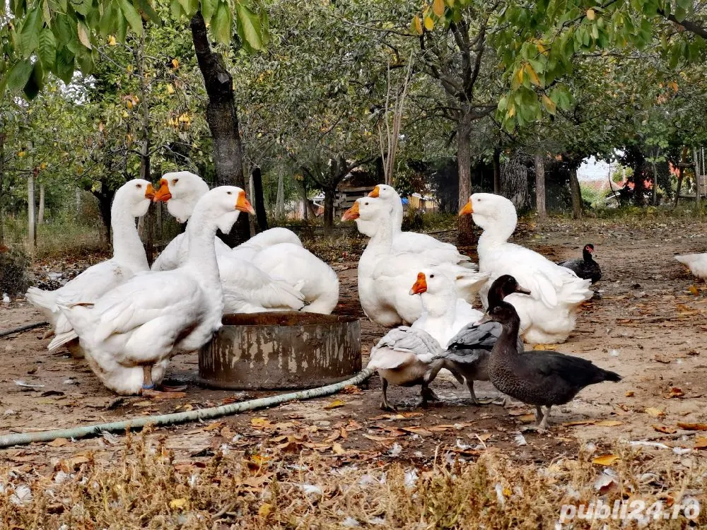 gâște holmogor tineret și mature