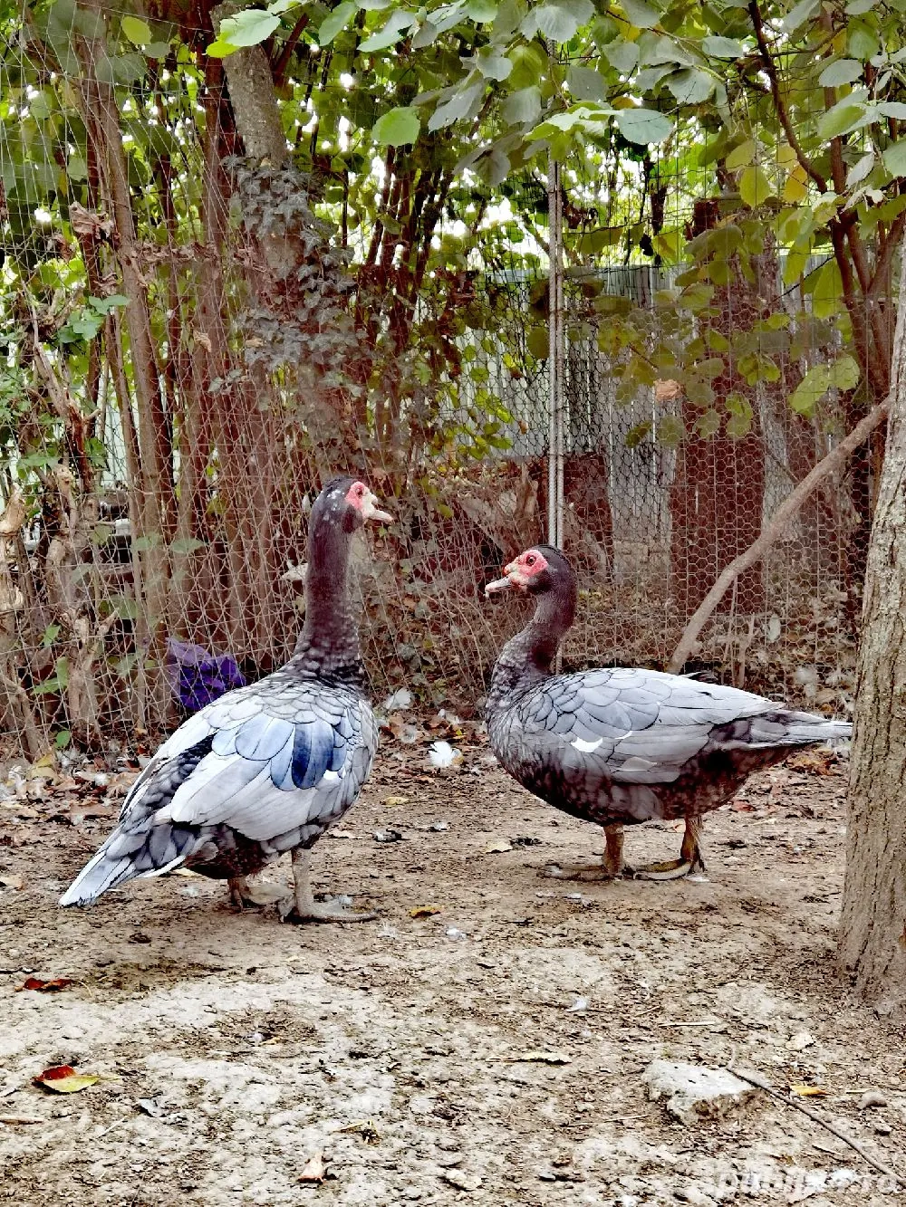 rățoi mut albastru unicolor talie mare  rățoi mut albastru unicolor talie mare