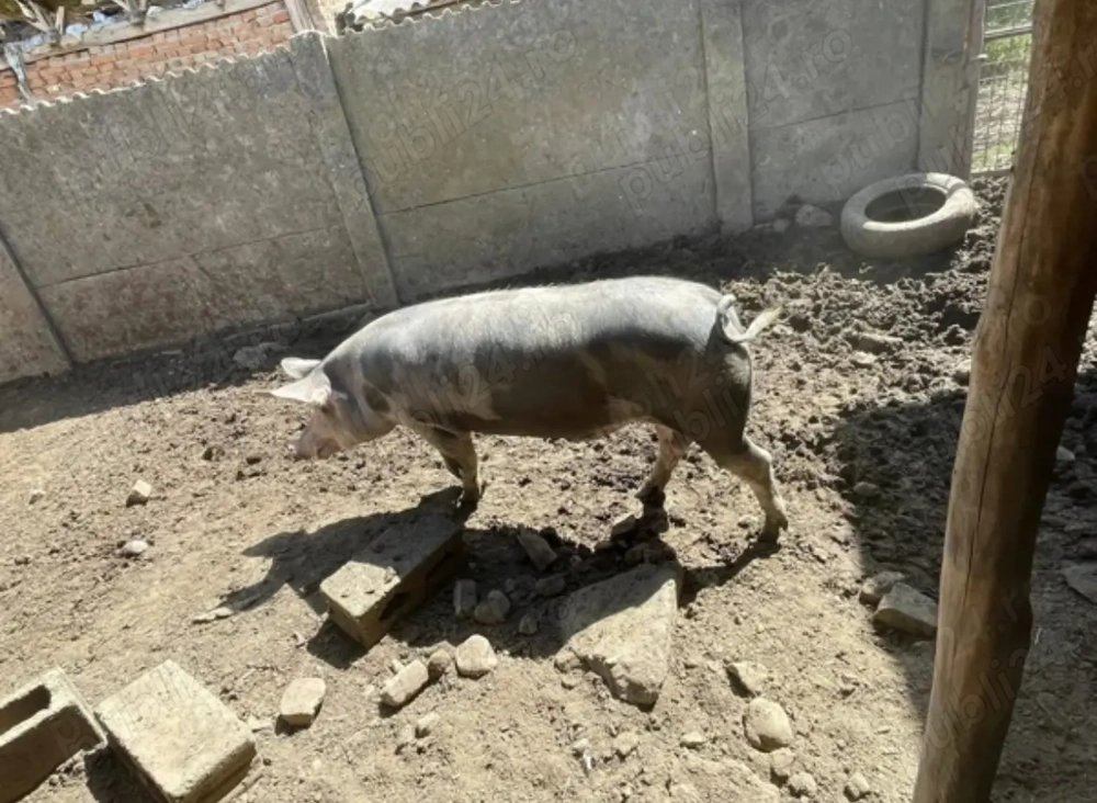 Porc de vanzare