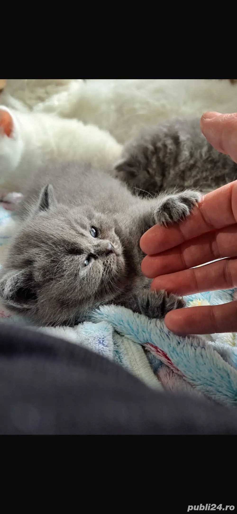 baietel si fetita long&shorthair