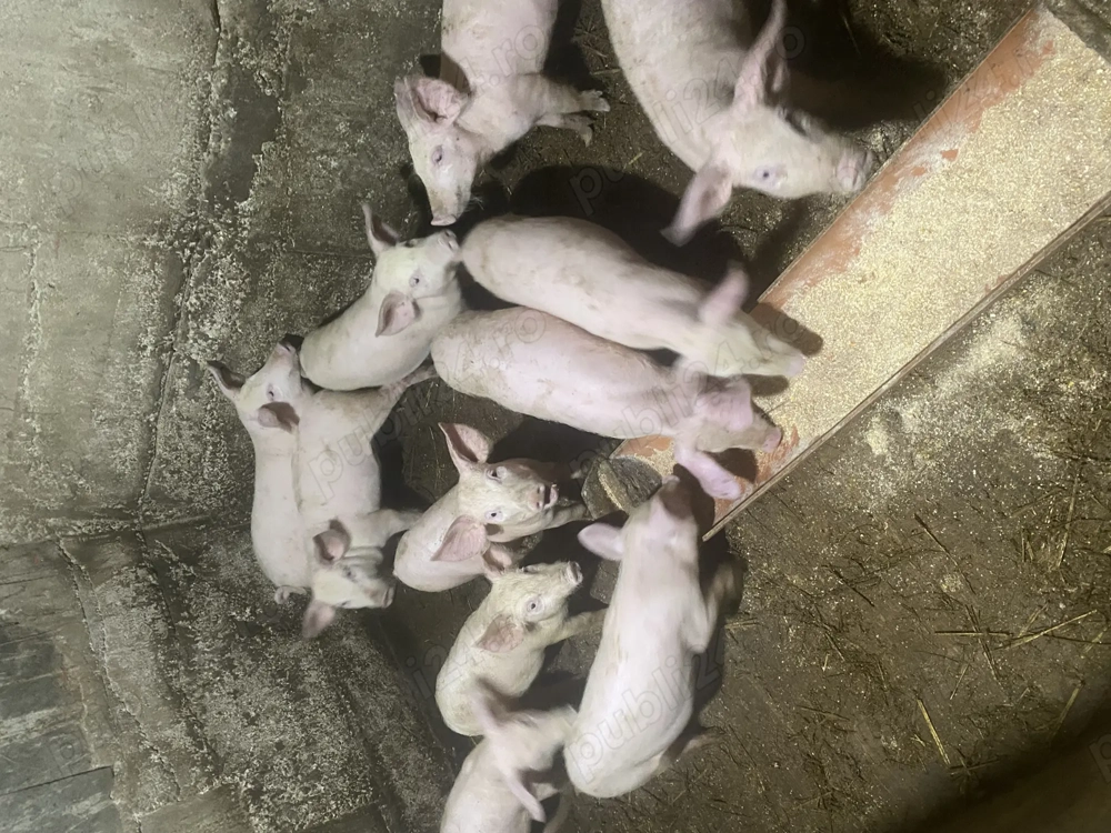 20 de purcei, negociabil daca i luați pe toți sau dacă luați jumate prețul este in privat!