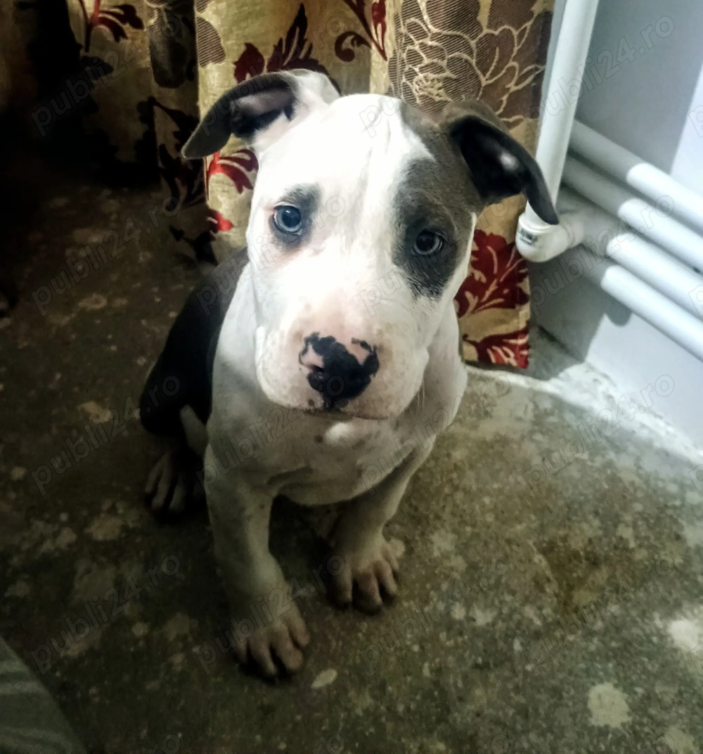 Pui de Amstaff disponibili pentru o nouă căsuță  Pui de Amstaff disponibili pentru o nouă căsuță