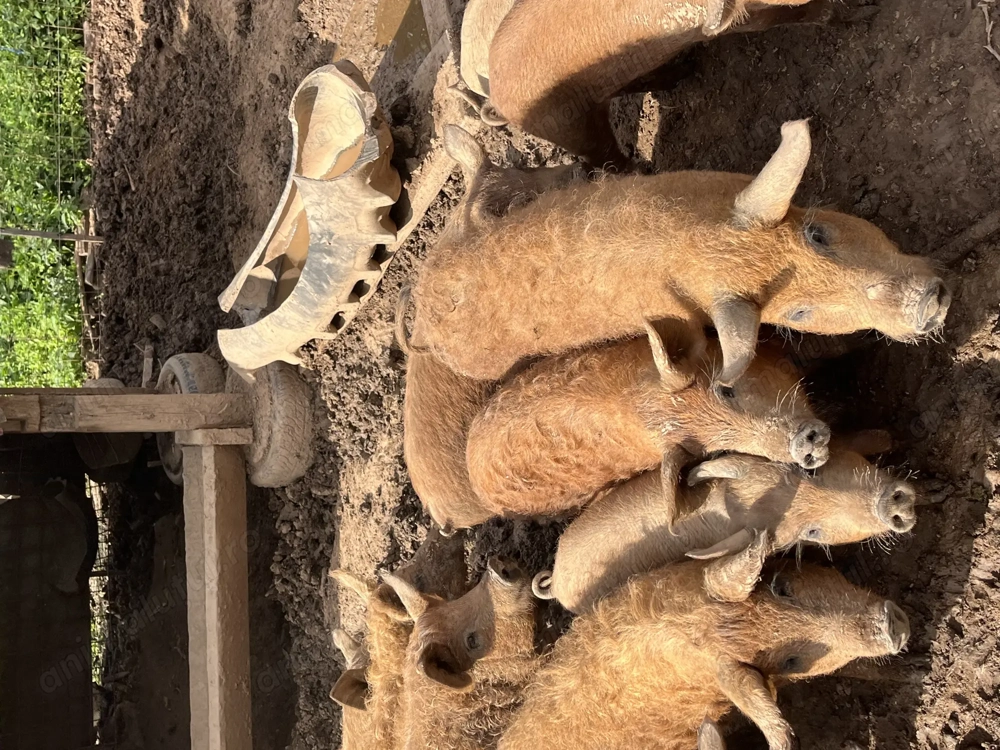 Vand purcei, mangalita , mangalita+mistret , petrean! Vand purcei, mangalita , mangalita+mistret , petrean!