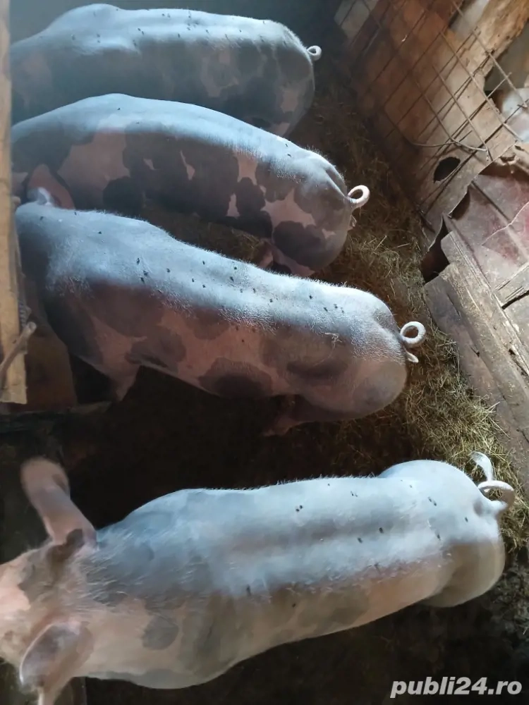 scrofiță de reproducere  pietran belgian 