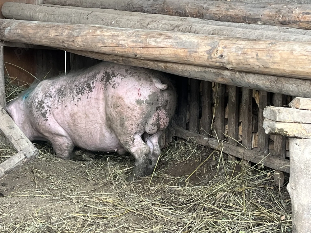 Vând vier foarte bun de monta 