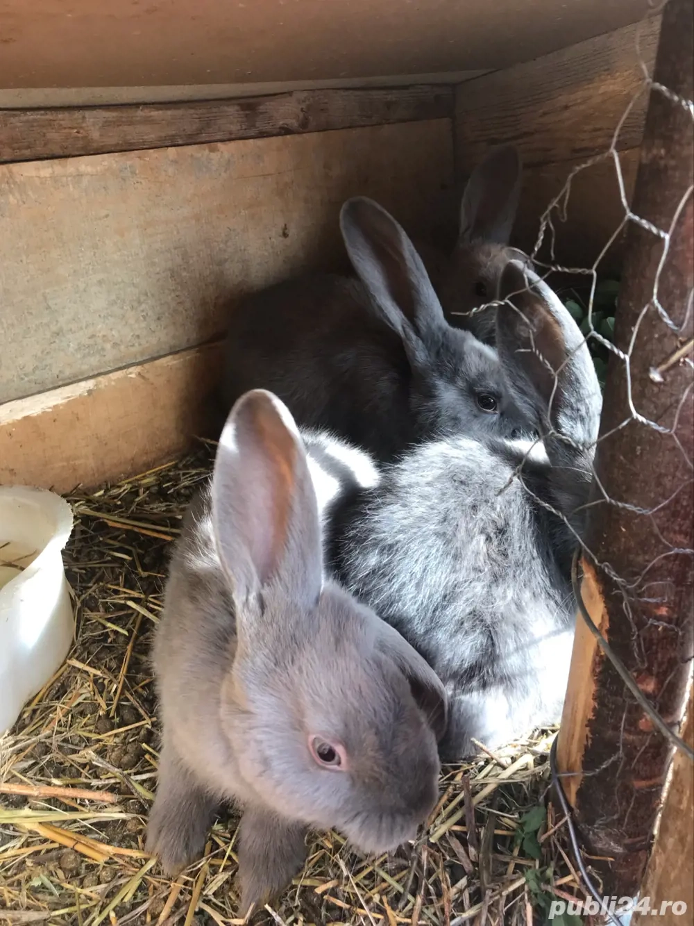 vând iepuri rasă berbec german 