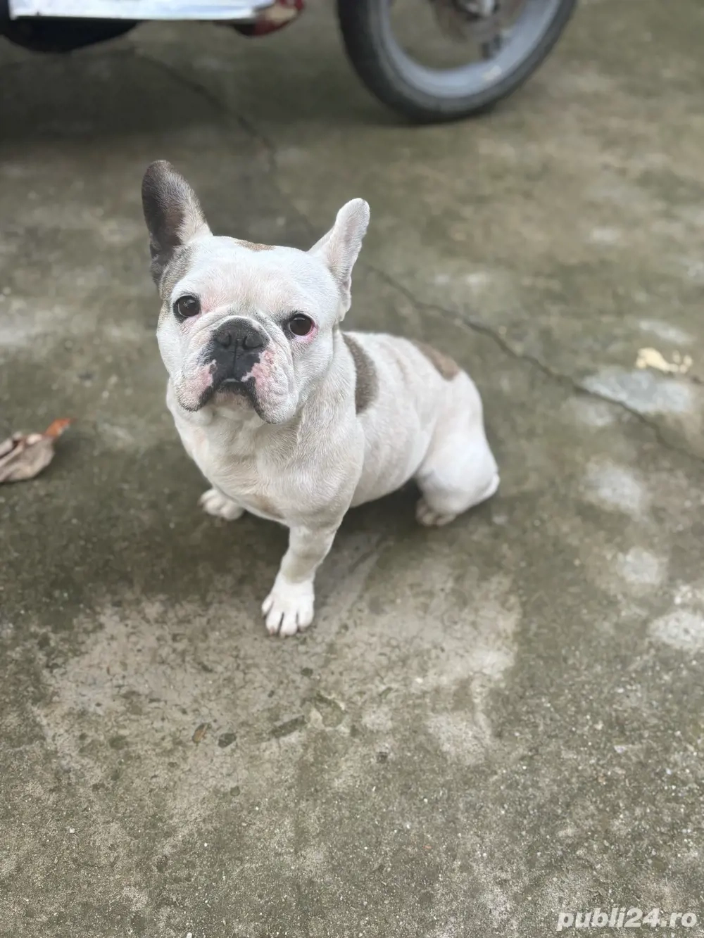 caine bulldog fracez pret 1900 lei 