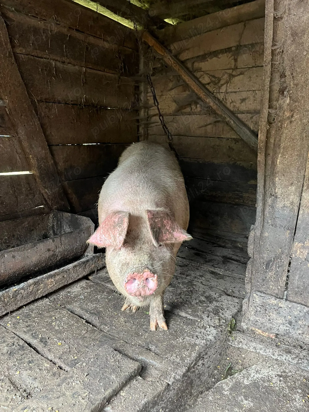 Vând porci crescuți in gospodărie! Vând porci crescuți in gospodărie!