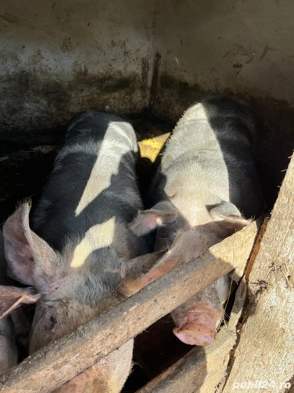Porci Pietrain crescuți natural   vând 3 bucăți Porci Pietrain crescuți natural   vând 3 bucăți